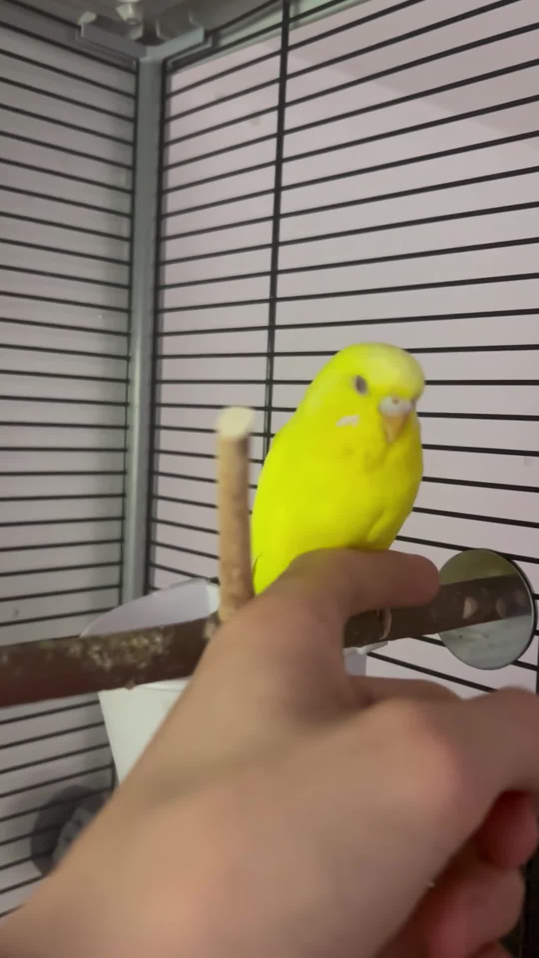 Budgerigars birds for sale: Tom and Jerry  - Video 1