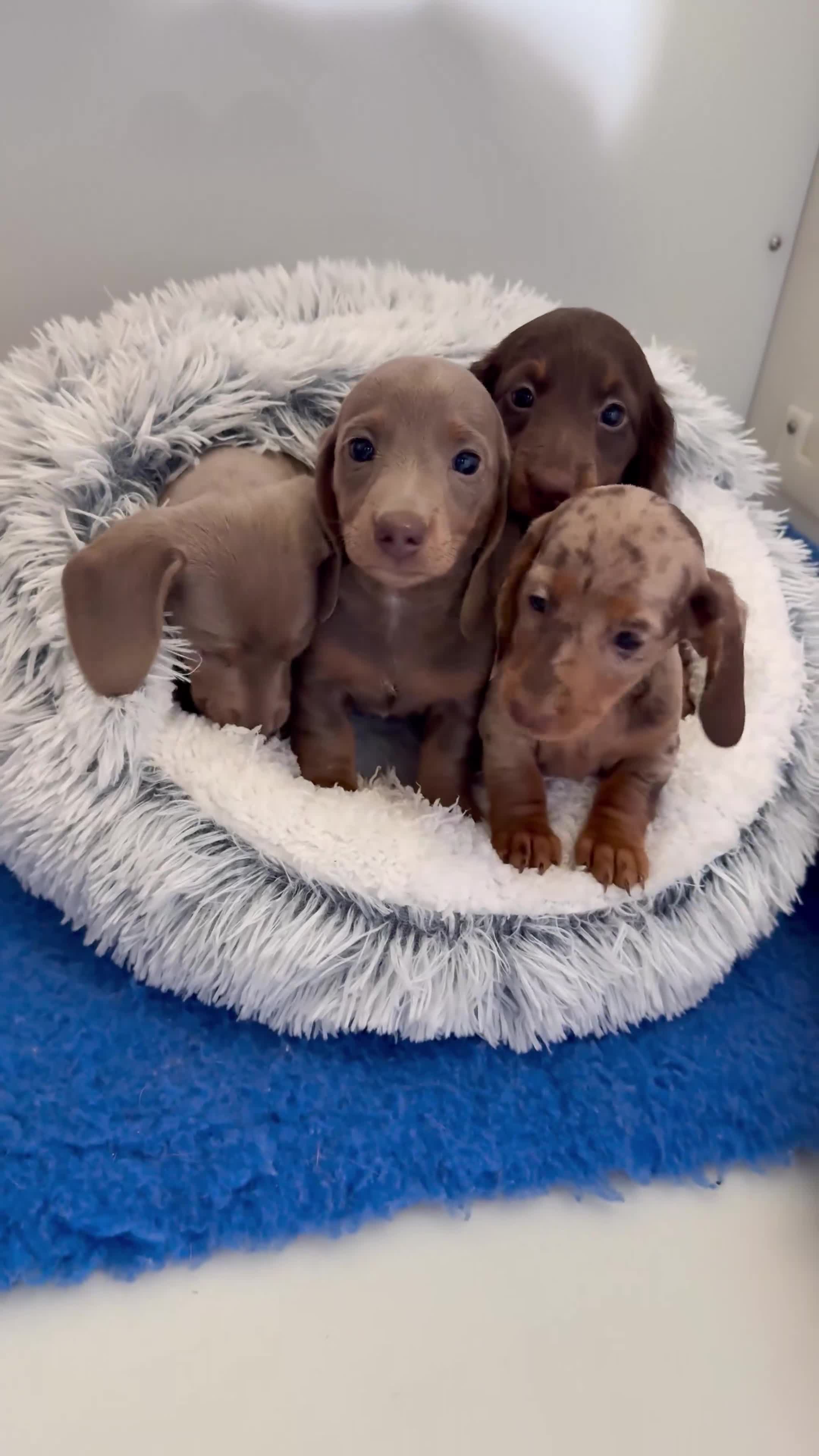Miniature Dachshund dogs for sale: Quality long hair & smooth miniature Daxi puppy’s - Video 1