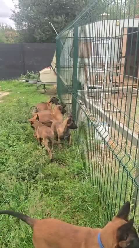 Belgian Shepherd Dog dogs for sale: Belgian malınois puppys - Video 3