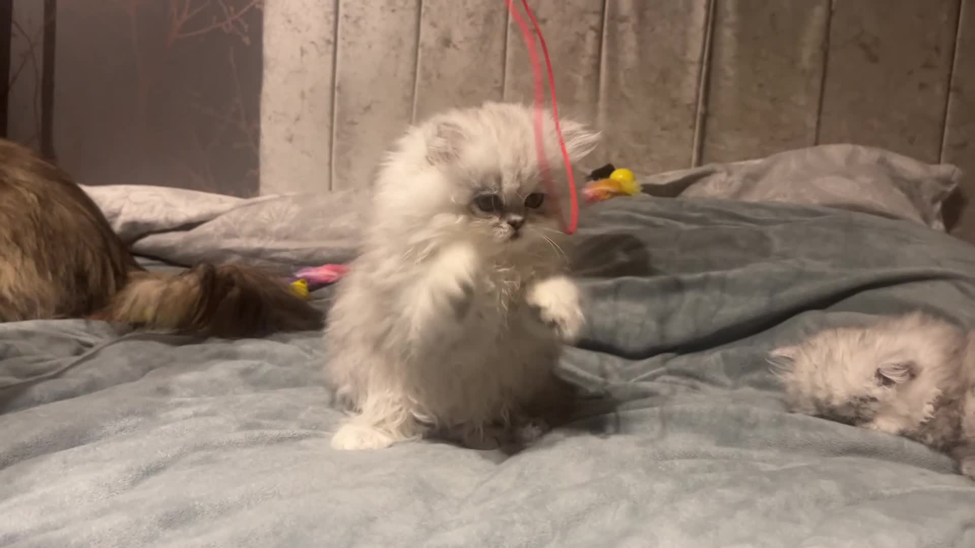 Persian cats for sale: SOLD .  - Video 2