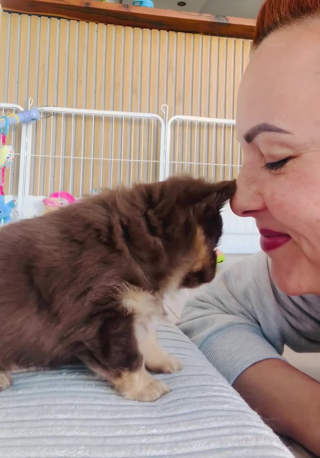 Chihuahua dogs for sale: ✨🐾 Exceptional Chihuahua Forever Home Only 🏡💖 - Video 1