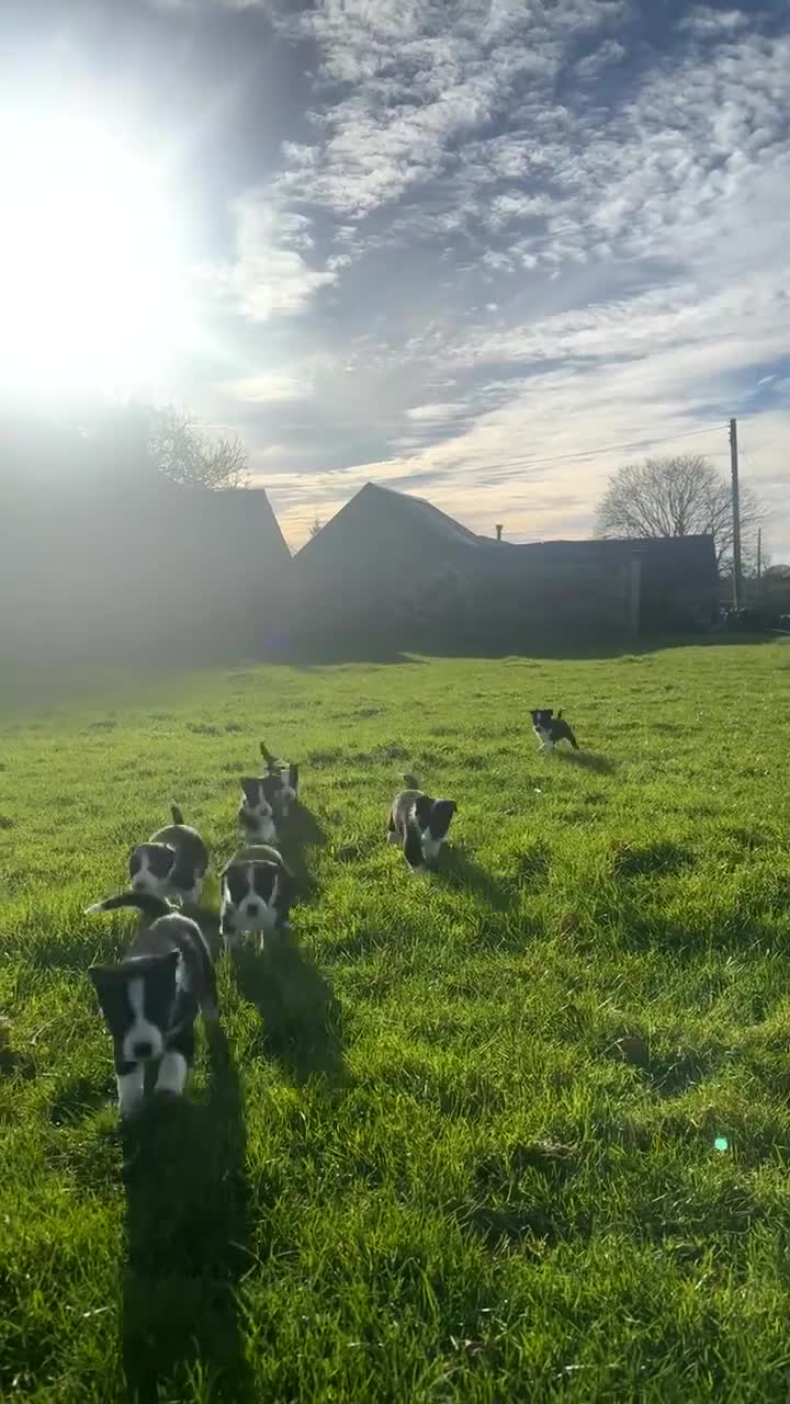 Border Collie dogs for sale: Border collies for sale - Video 1