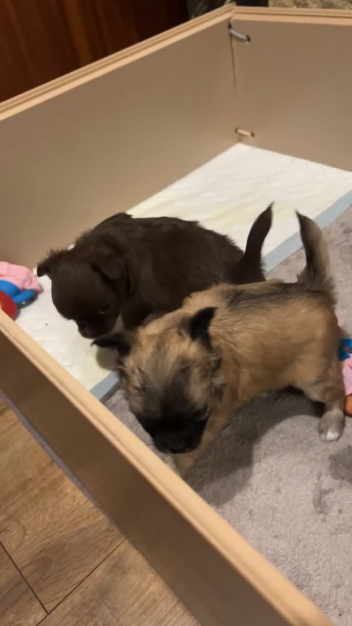 Chihuahua dogs for sale: 2 gorgeous girls for sale ❤️ - Video 1