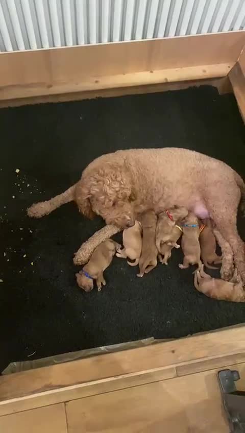 Mini Goldendoodle dogs for sale: 8 Lovingly Raised Miniature Goldendoodles  - Video 2