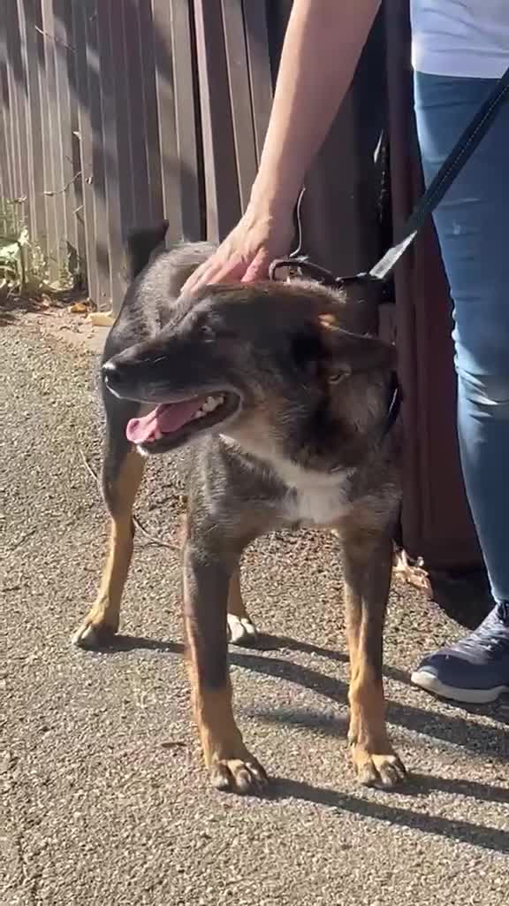 Mixed Breed dogs for adoption: 🐾 SCOUT - The Dog Who Refused to Give Up ❤️ - Video 4