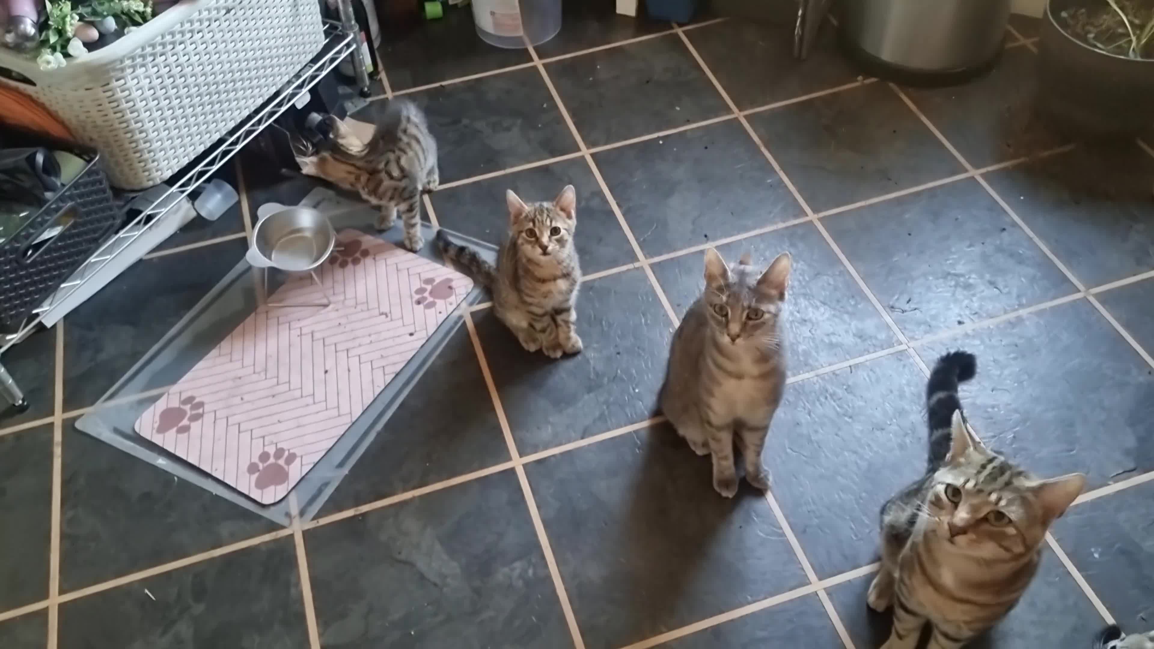 Domestic Shorthair cats for sale: Last two gorgeous tortie/tabby female kittens.  - Video 1
