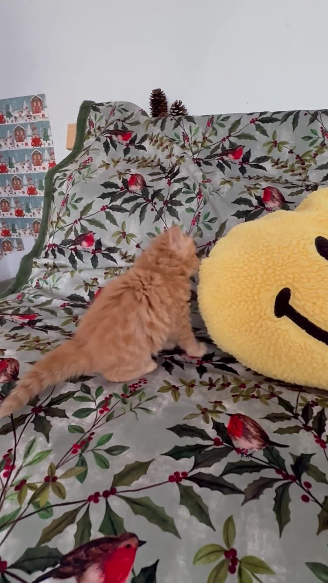 Mixed Breed cats for sale: The most adorable kittens 🐱🐱! - Video 2