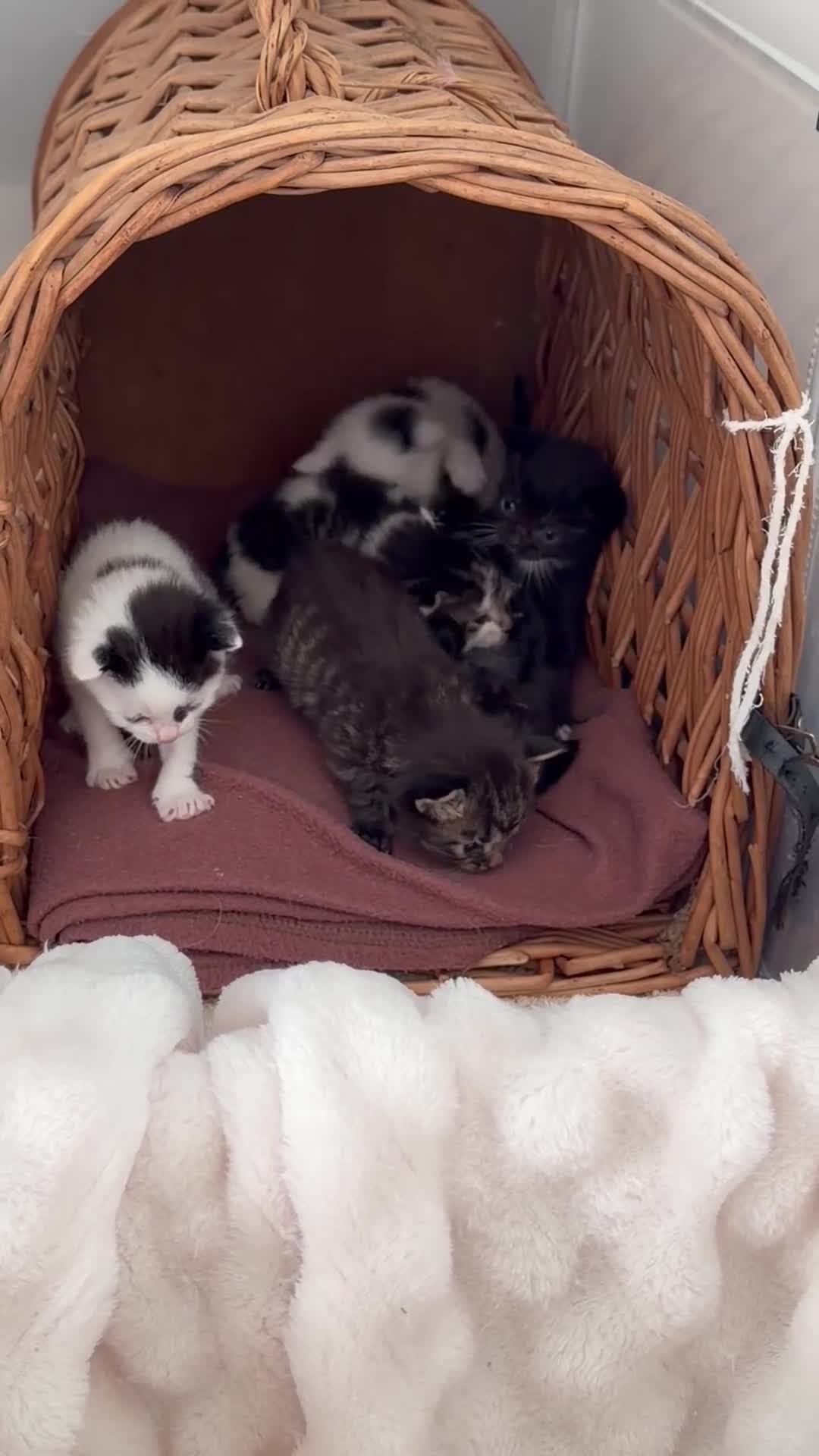 Mixed Breed cats for sale: 6 beautiful babies looking for their forever homes - Video 1