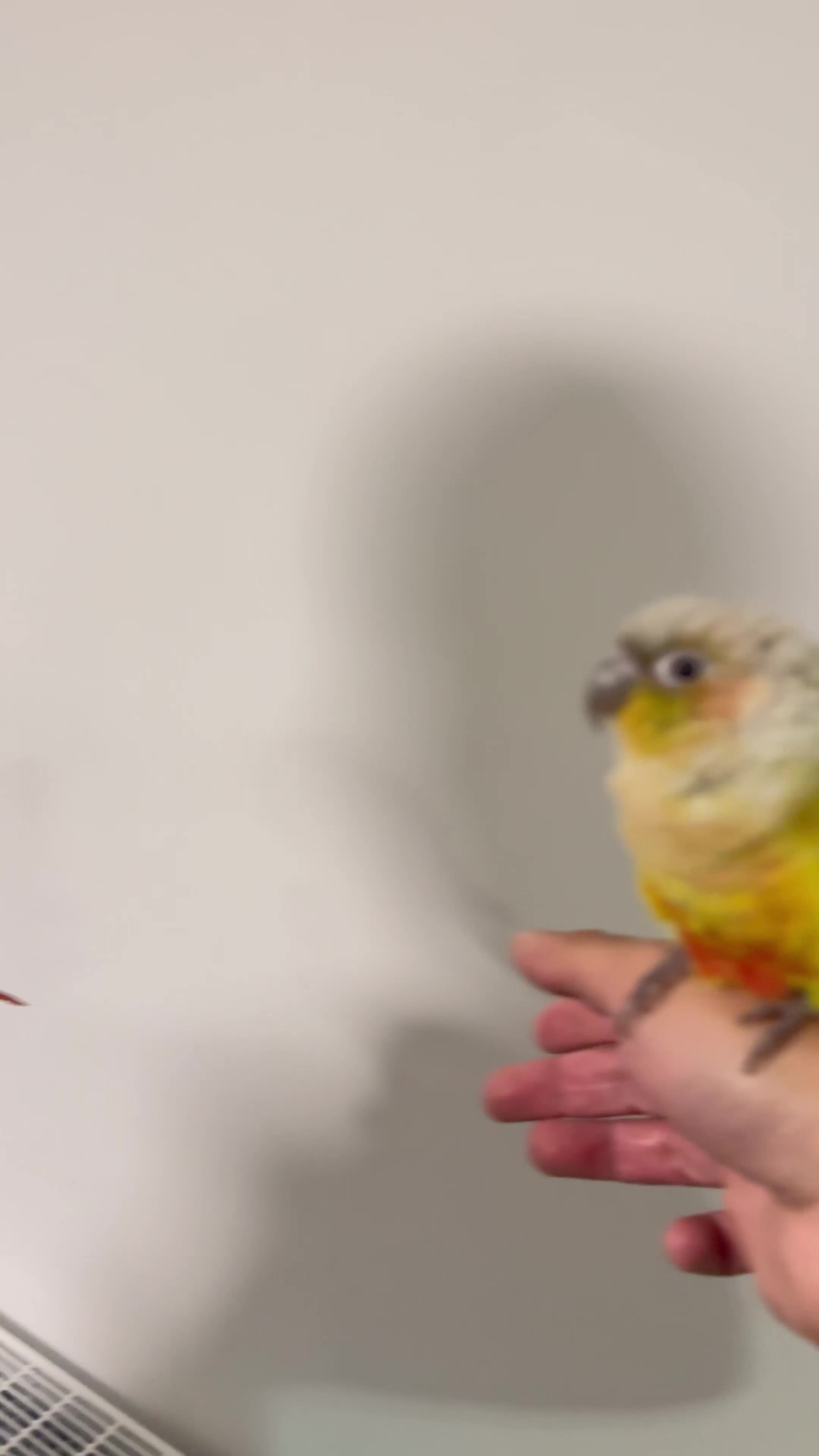 Budgerigars birds for sale: HAND REARED CONURES! - Video 1