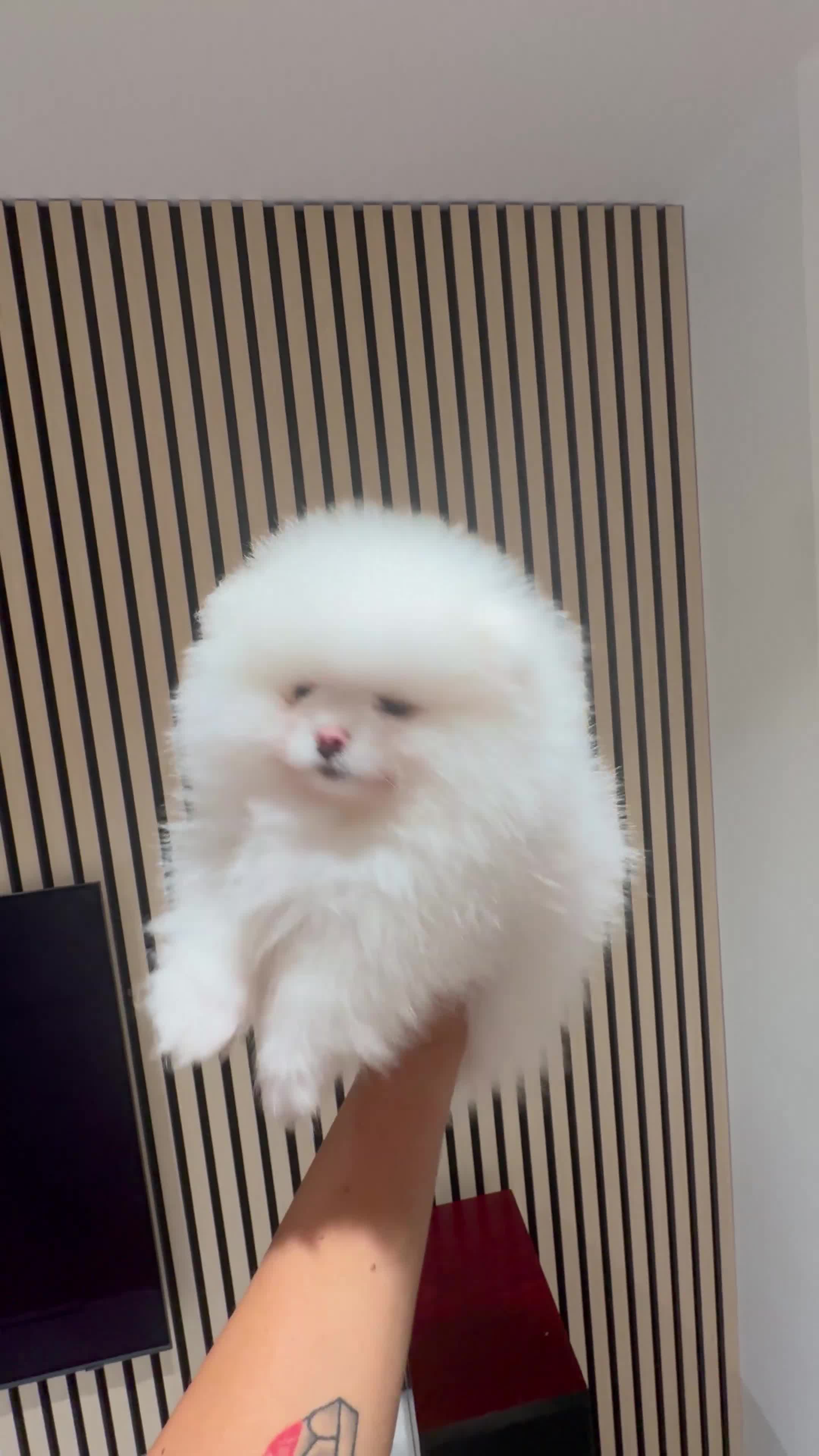 Pomeranian dogs for sale: Boy left! High quality KC reg from imported lines - Video 2
