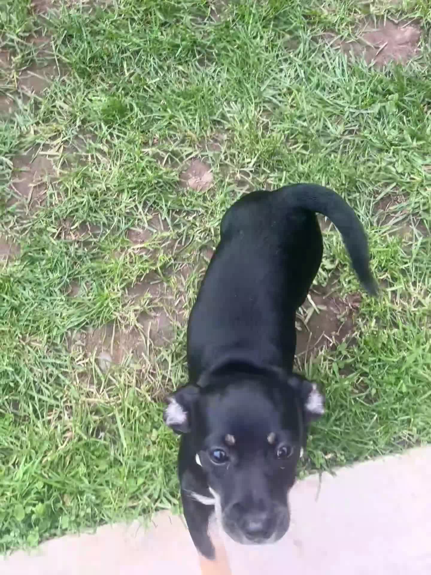 Jackshund dogs for sale: Jackshaund 7 month old pup for sale  in Leominster - Video 1