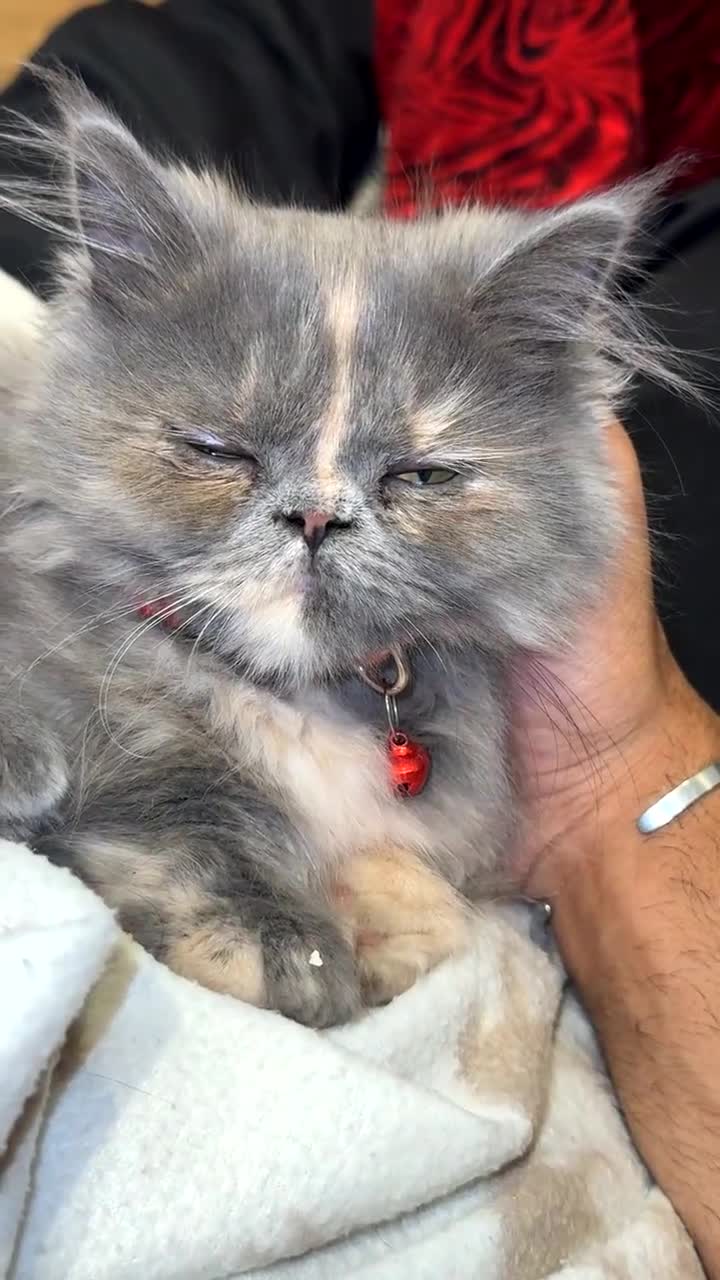Munchkin cats for sale: Rare Munchkin Minuet Girl Tiny Rughugger Legs 🩷 - Video 2