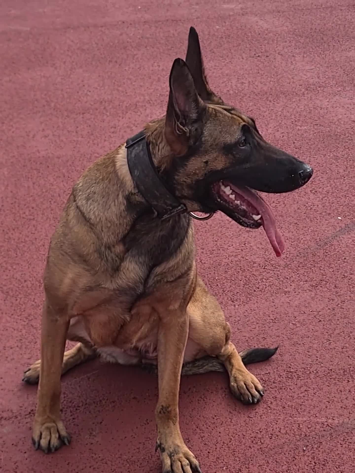 Belgian Shepherd Dog dogs for sale: Belgian malinois x german shepherd  - Video 3