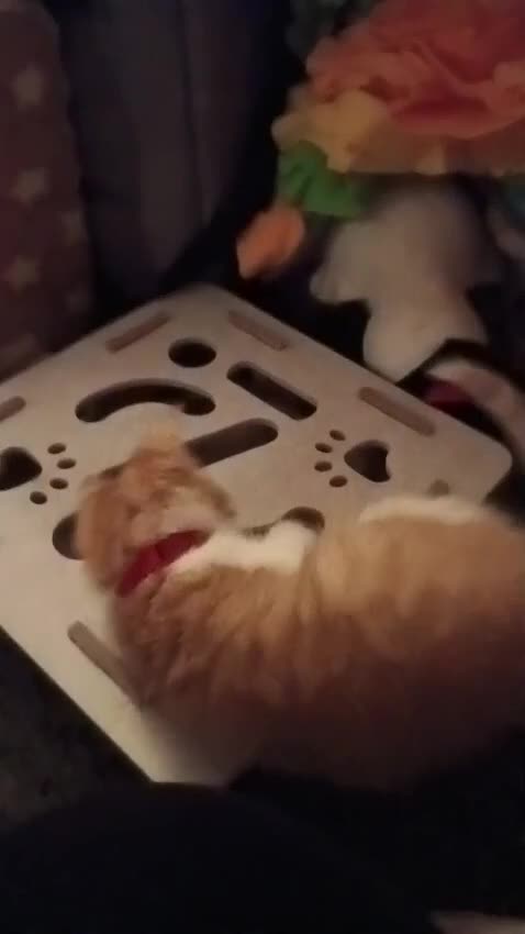 Mixed Breed cats for sale: Little ginger white boy 8 wks old - Video 1