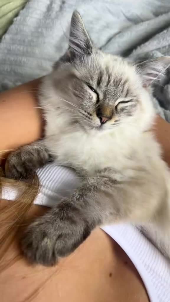 Ragdoll cats for sale: Ragdoll kittens available  - Video 3