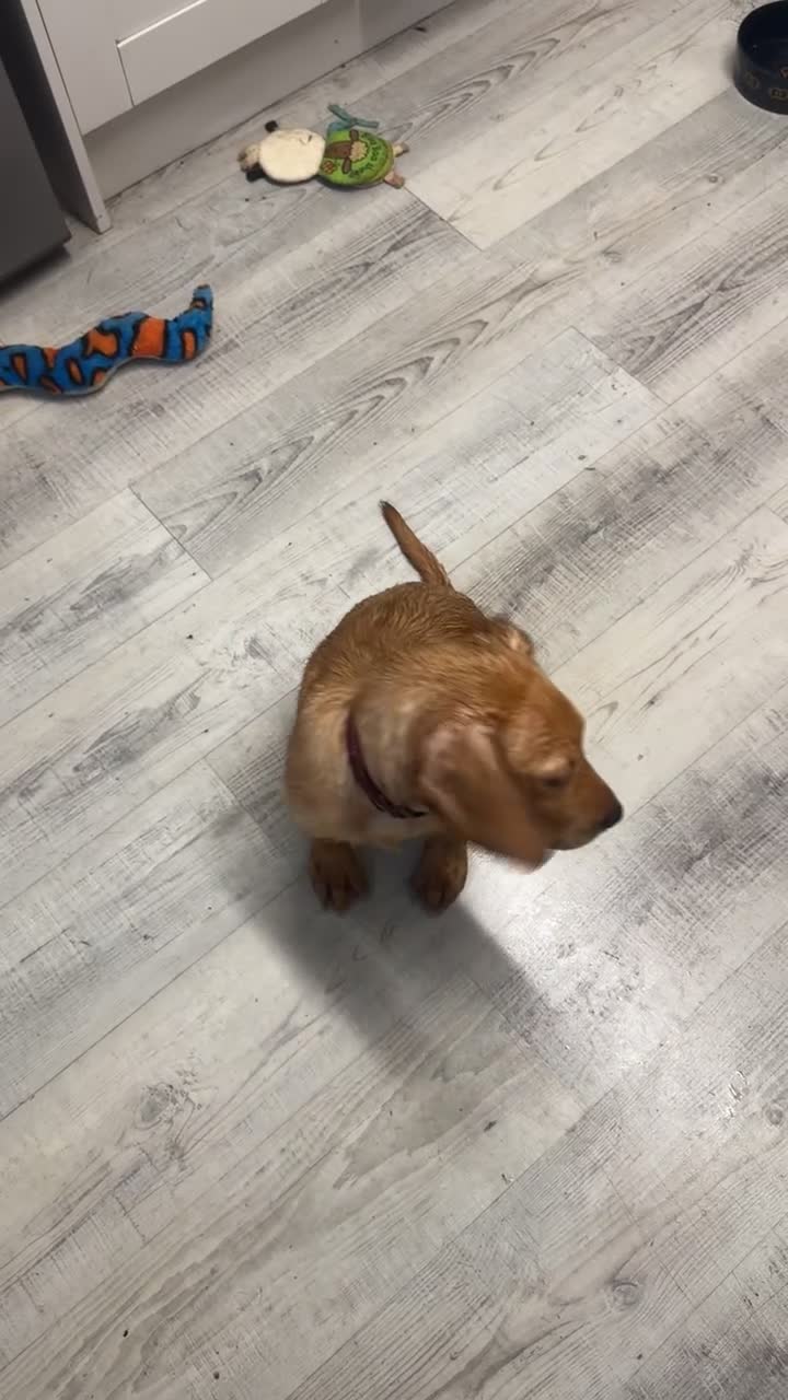 Labrador Retriever dogs for sale: Handsome Earnie - Fox Red Labrador Ready Now  - Video 2