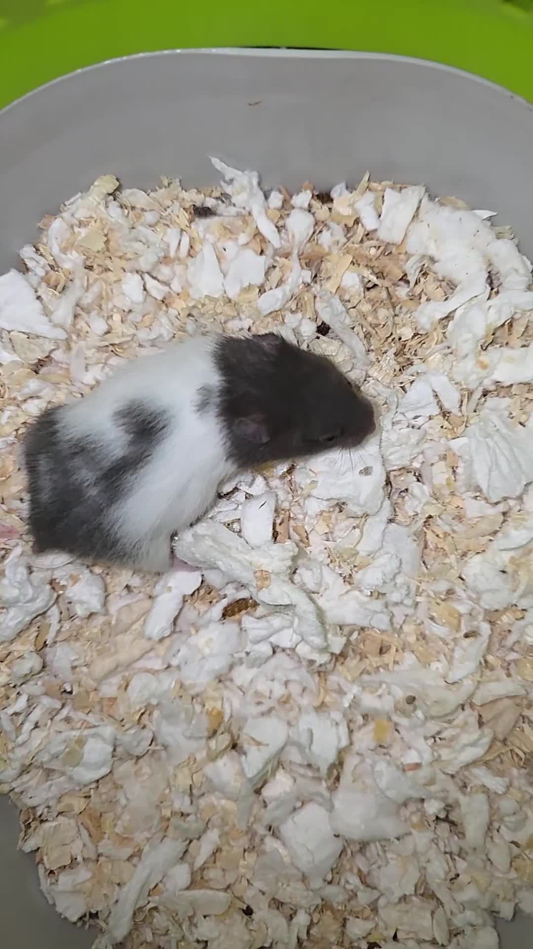 Hamster rodents for sale: Mixed Hamster Syrian - Video 2