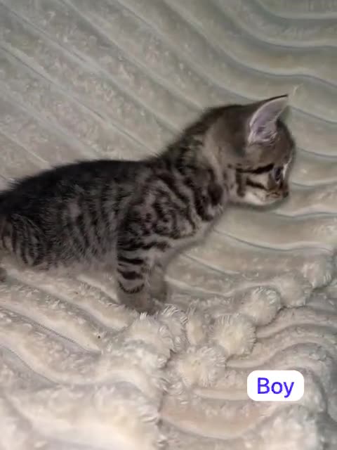 Mixed Breed cats for sale: Mixed breed Siamese kittens 2 boys 3 girls - Video 3