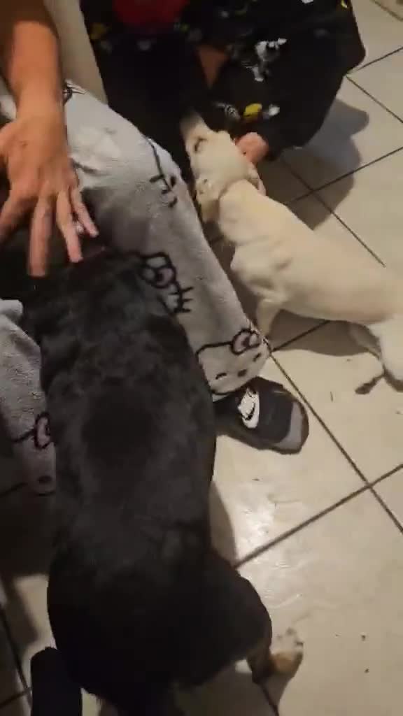 Mixed Breed dogs for adoption: Pretty Peta - Video 1