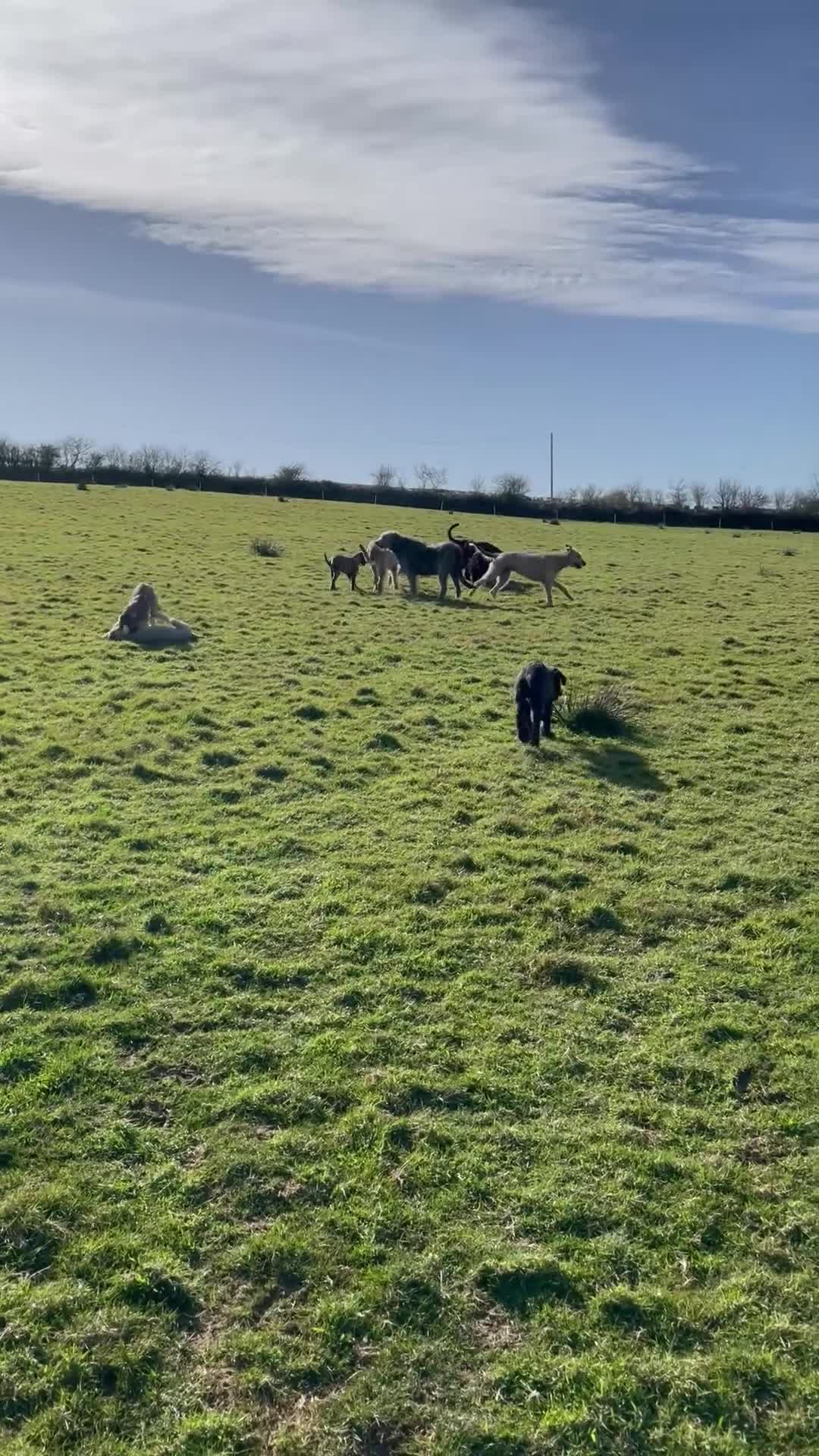Irish Wolfhound dogs for sale: 2 girls ready to go 😍 - Video 2