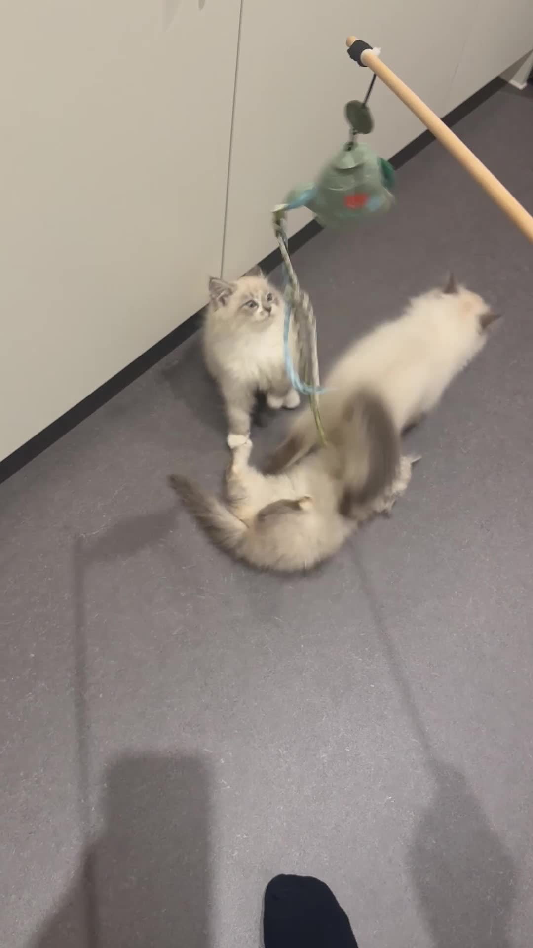 Siberian cats for sale: Blue eyed Adorable Siberian Neva masquerade  - Video 4