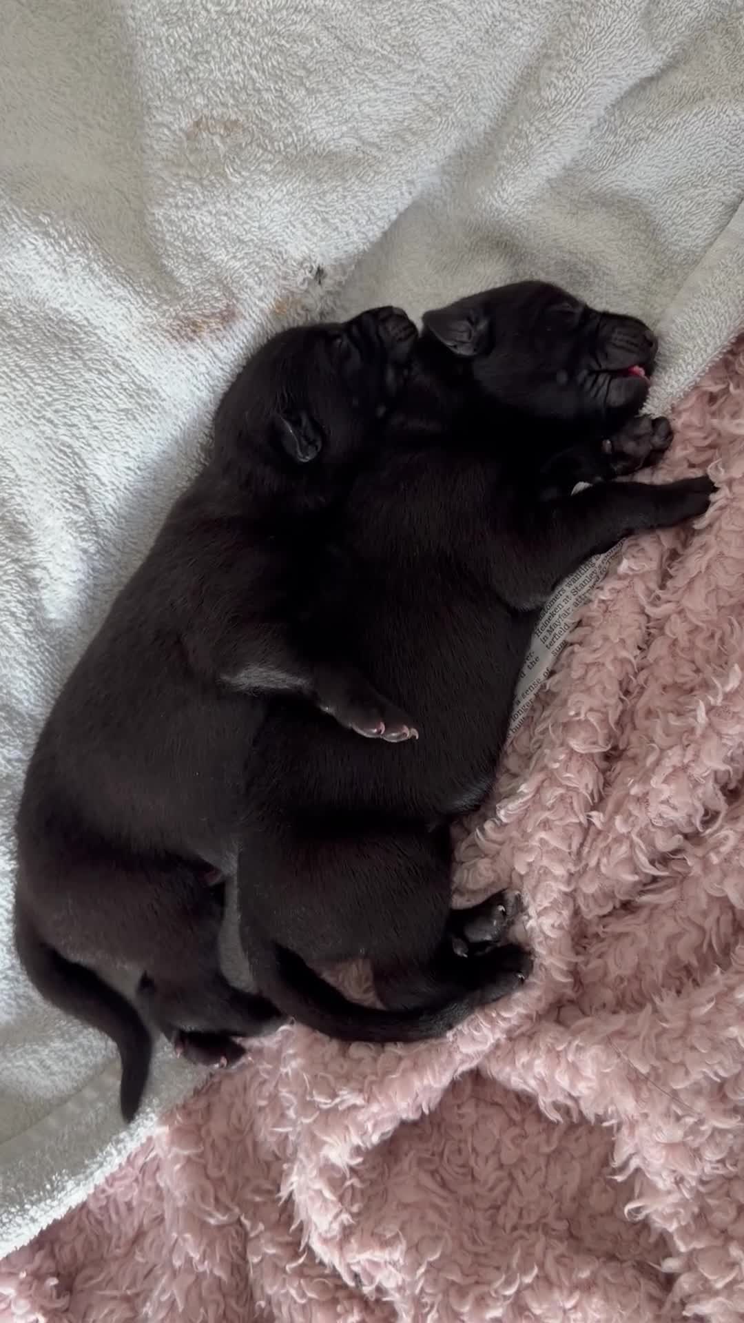 German Shepherd dogs for sale: Healthy German Shepherd Puppies - Video 1