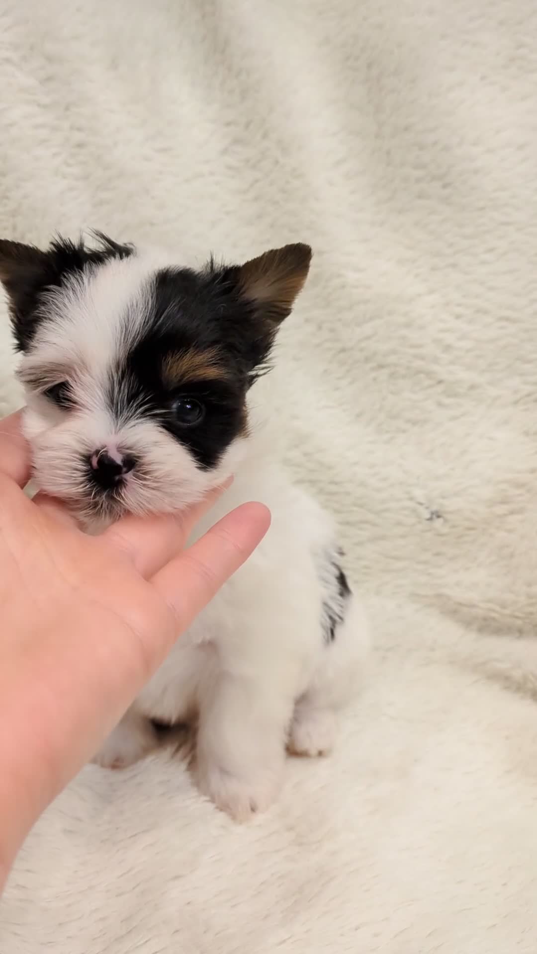 Yorkshire Terrier dogs for sale: Tiny Beautiful Girl 🩷& very Cute Boy💙available  - Video 3