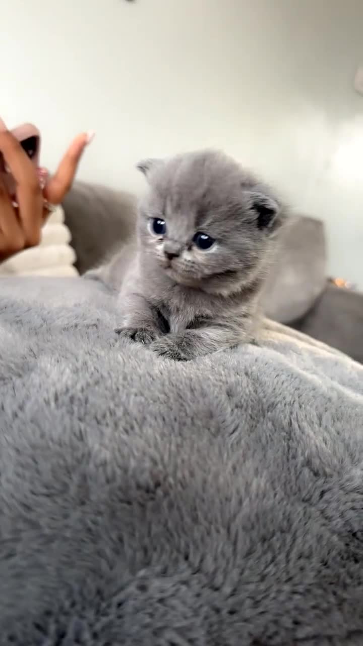 British Shorthair cats for sale: 3 beautiful British blue kitten - Video 5