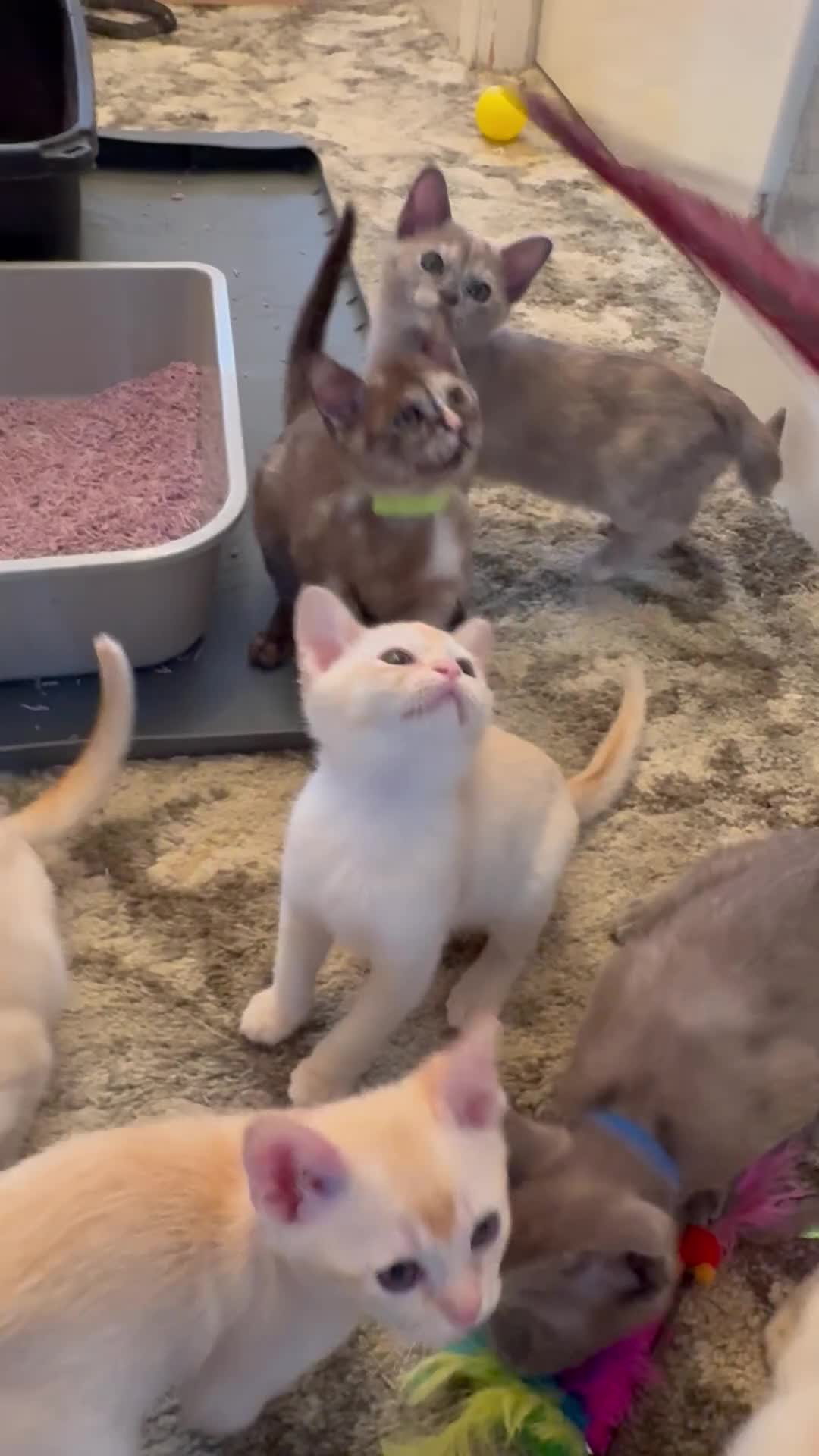 Burmese cats for sale: Burmese Kittens For Sale - Video 1