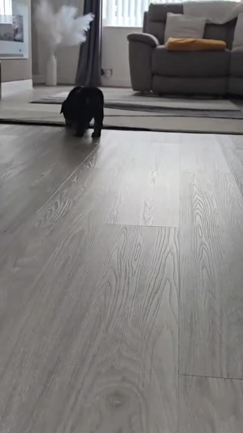 Rottweiler dogs for sale: Pick of the litter Rottweiler Female Puppy  - Video 1