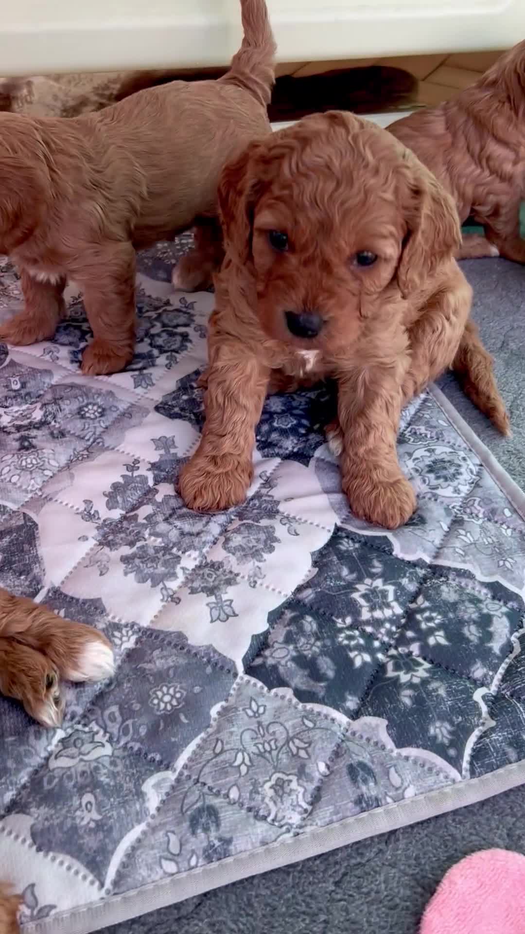 Cavapoochon dogs for sale: 5 ⭐️ LICENSED BREEDER HEALTH TESTED CAVAPOOCHONS - Video 1