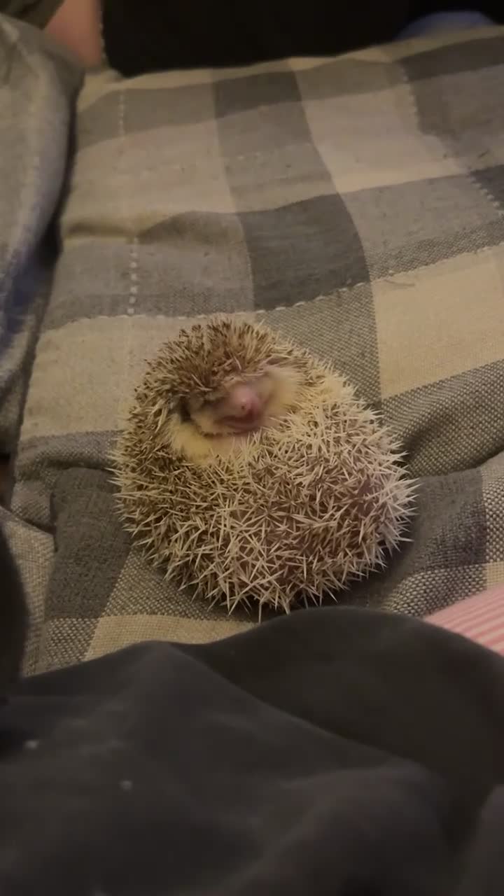 Pygmy Hedgehog rodents for sale: Hedgehog rehome  - Video 1