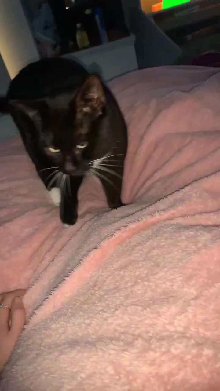 Mixed Breed cats for sale: Black and white cat boy cat tree goes with him - Video 1