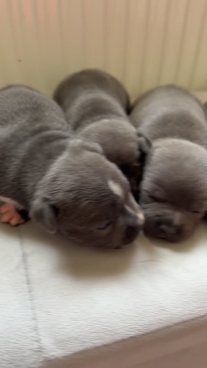 Staffordshire Bull Terrier dogs for sale: 💙ONE STUNNING BOY LEFT Blue KCreg  💙 - Video 1