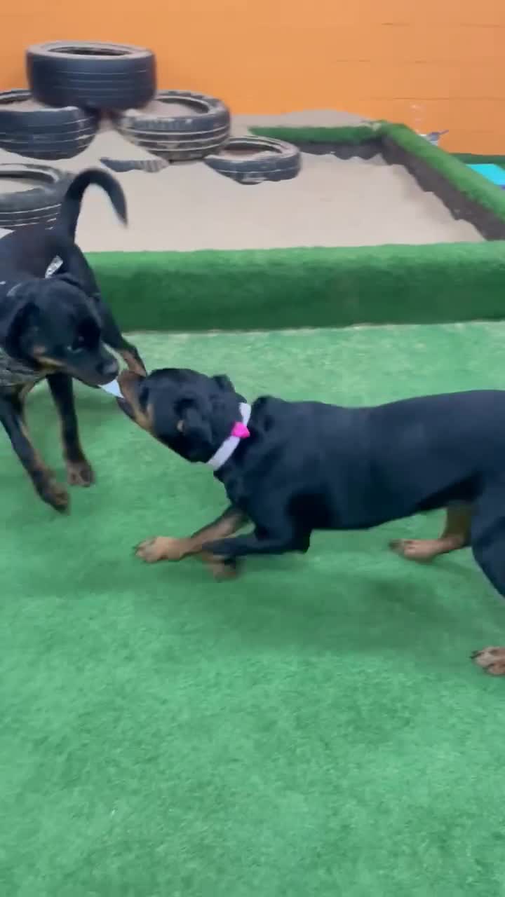 Rottweiler dogs for sale: Lottie the Rottie - Video 2