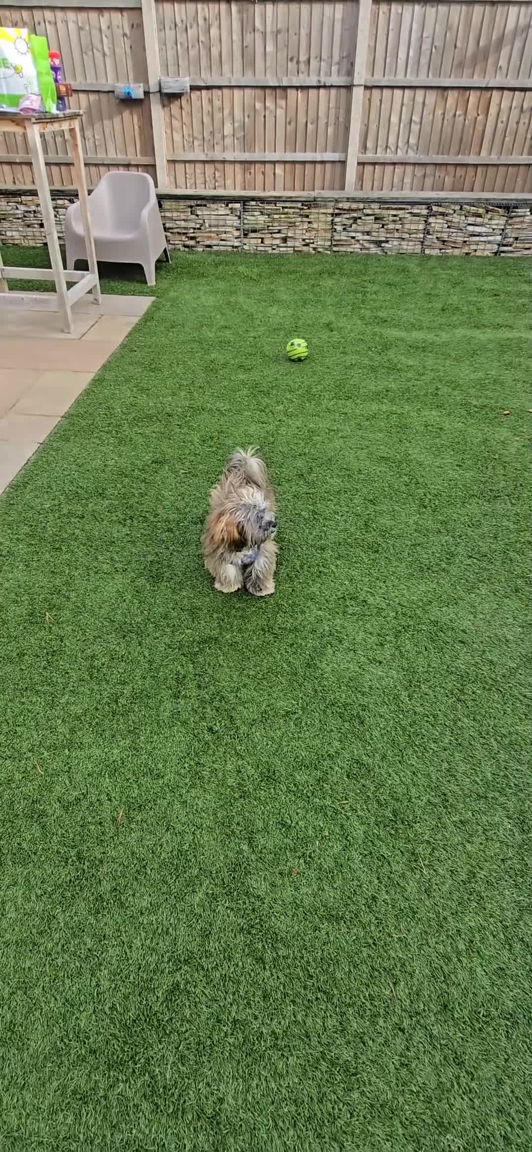 Mixed Breed dogs for adoption: Gilbert the hypoallergenic dog - Video 1