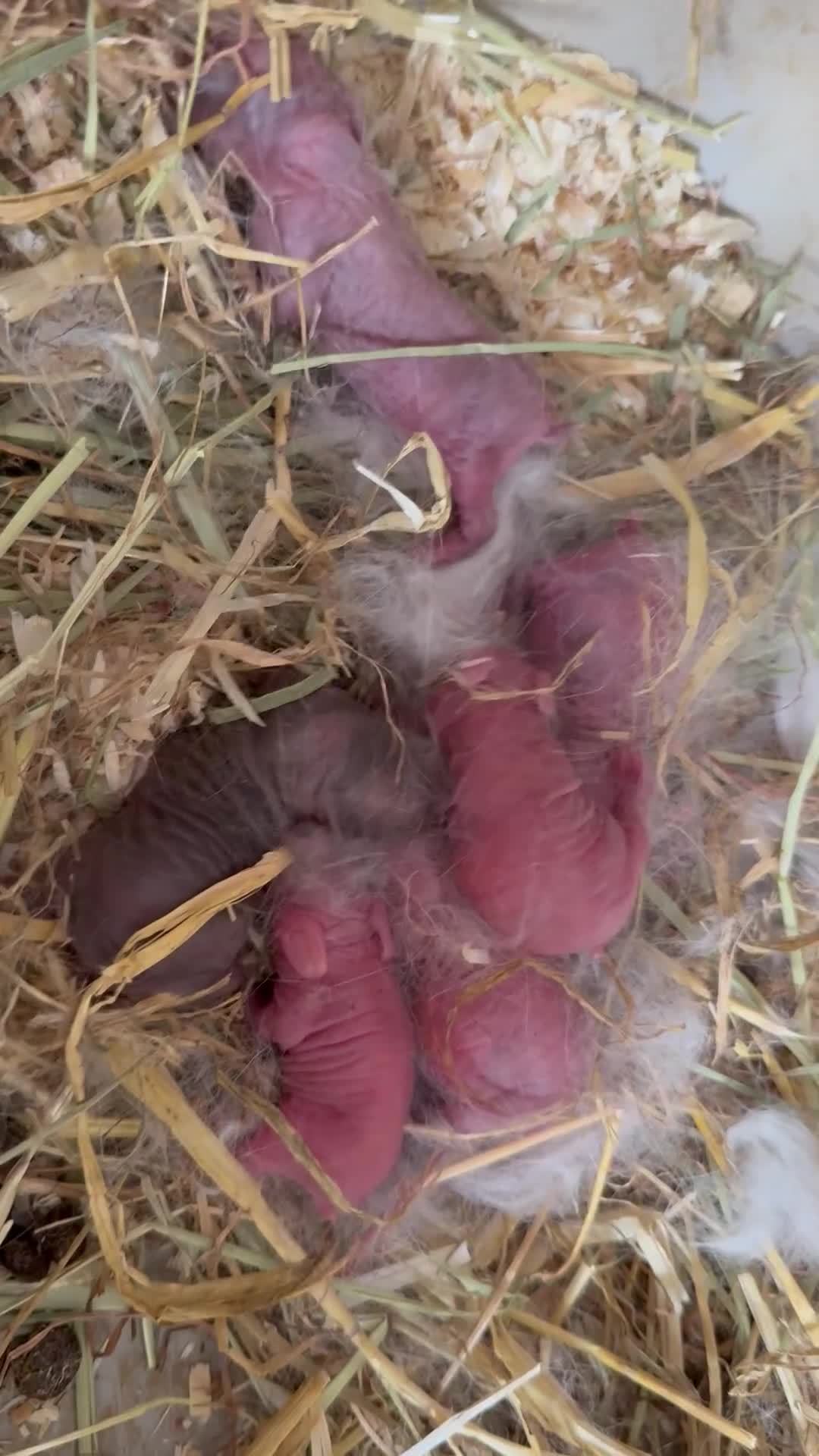 Mini Lop rabbits for sale: Gorgeous Mini Lops  - Video 2