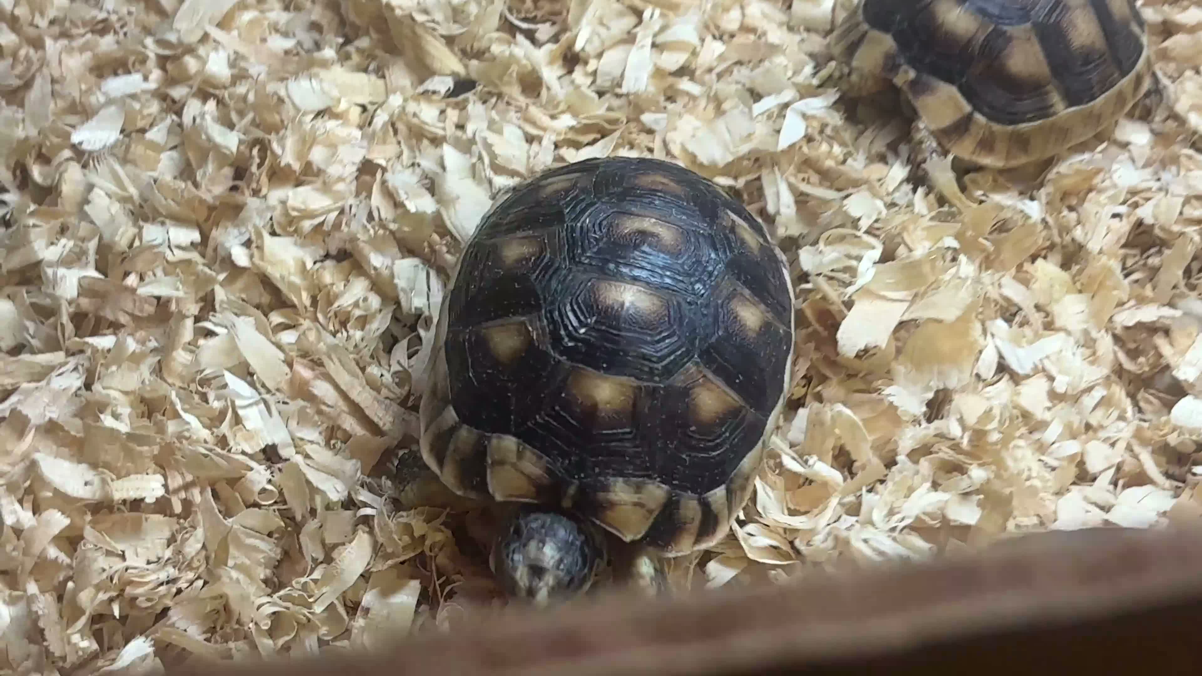 Tortoise reptiles for sale: Baby Marginated Tortoise - Video 1