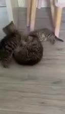British Shorthair cats for sale: 7 kitten available for their forever homes! - Video 1