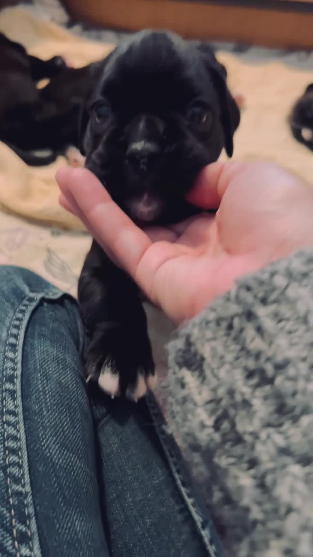 Boxer dogs for sale: Rare Beautiful KC registered puppies for sale  - Video 1