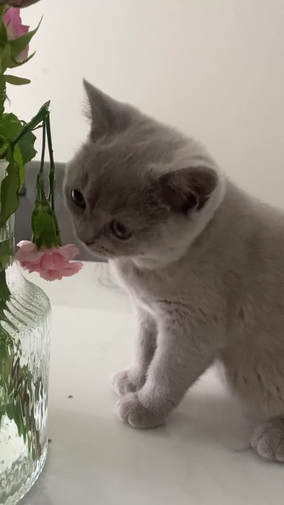 British Shorthair cats for sale: 🐾 TOP QUALLITY LILAC BSH reg GCCF purebred 🐾 - Video 2