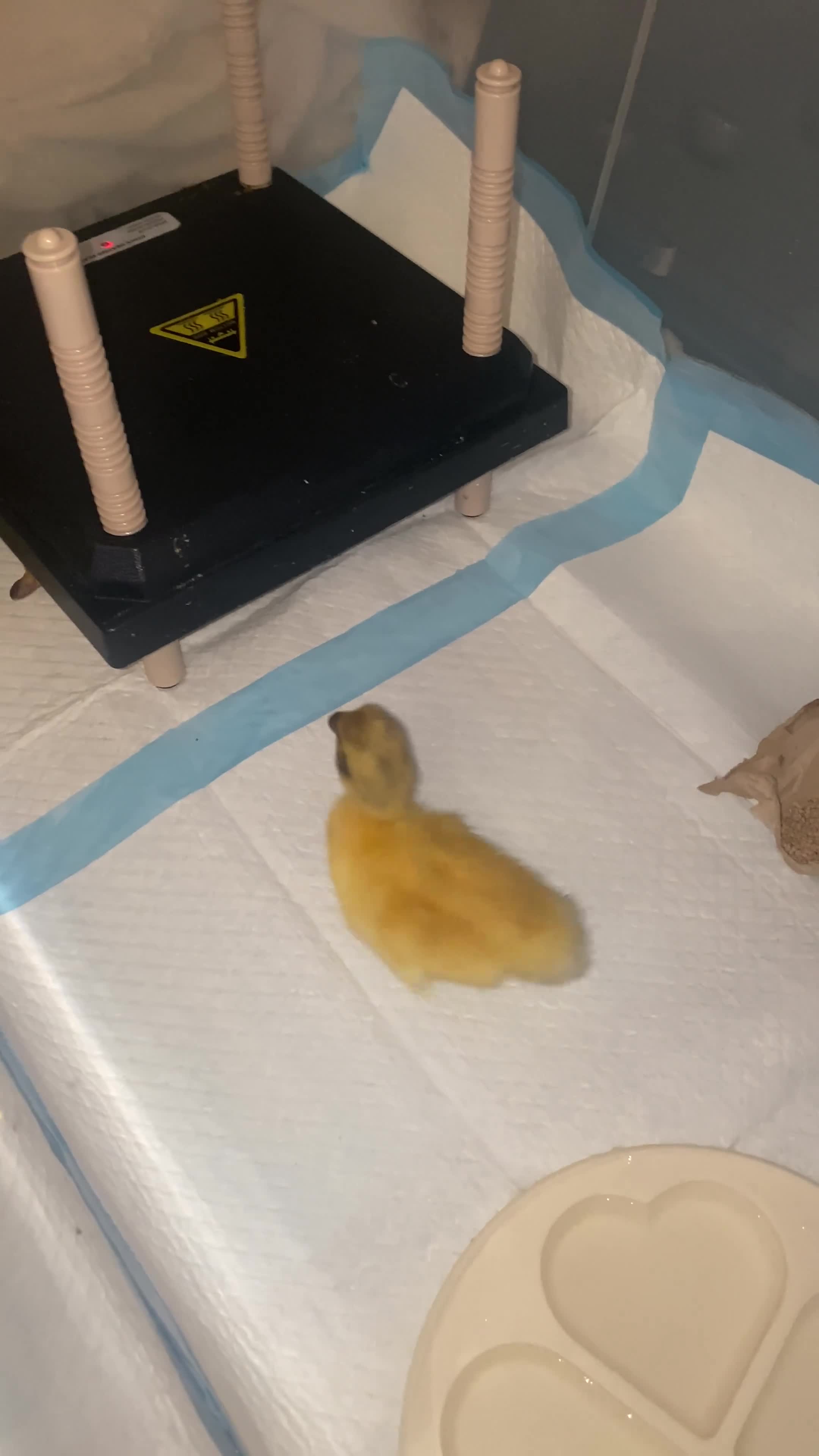 Ducks poultry for sale: Abacot Ranger Ducklings - 1 Week Old - Video 1