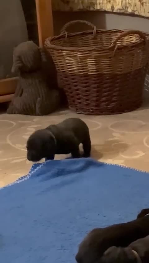 Labrador Retriever dogs for sale: Black Labrador Puppies for sale - Cornwall - Video 1