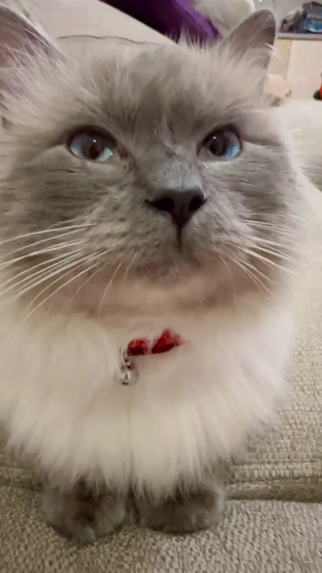 Ragdoll cats for stud: Blue  - Video 1
