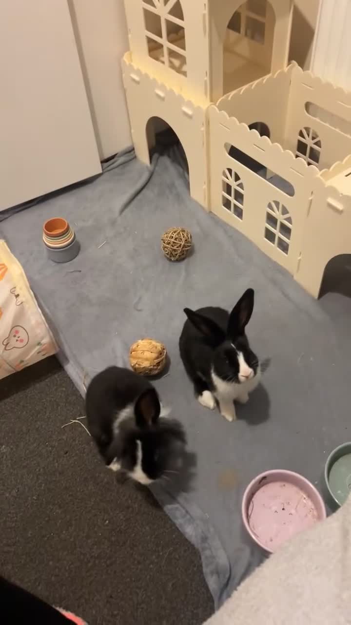 Mixed Breed rabbits for sale: Two lovely Free roam Girl rabbits very friendly  - Video 2