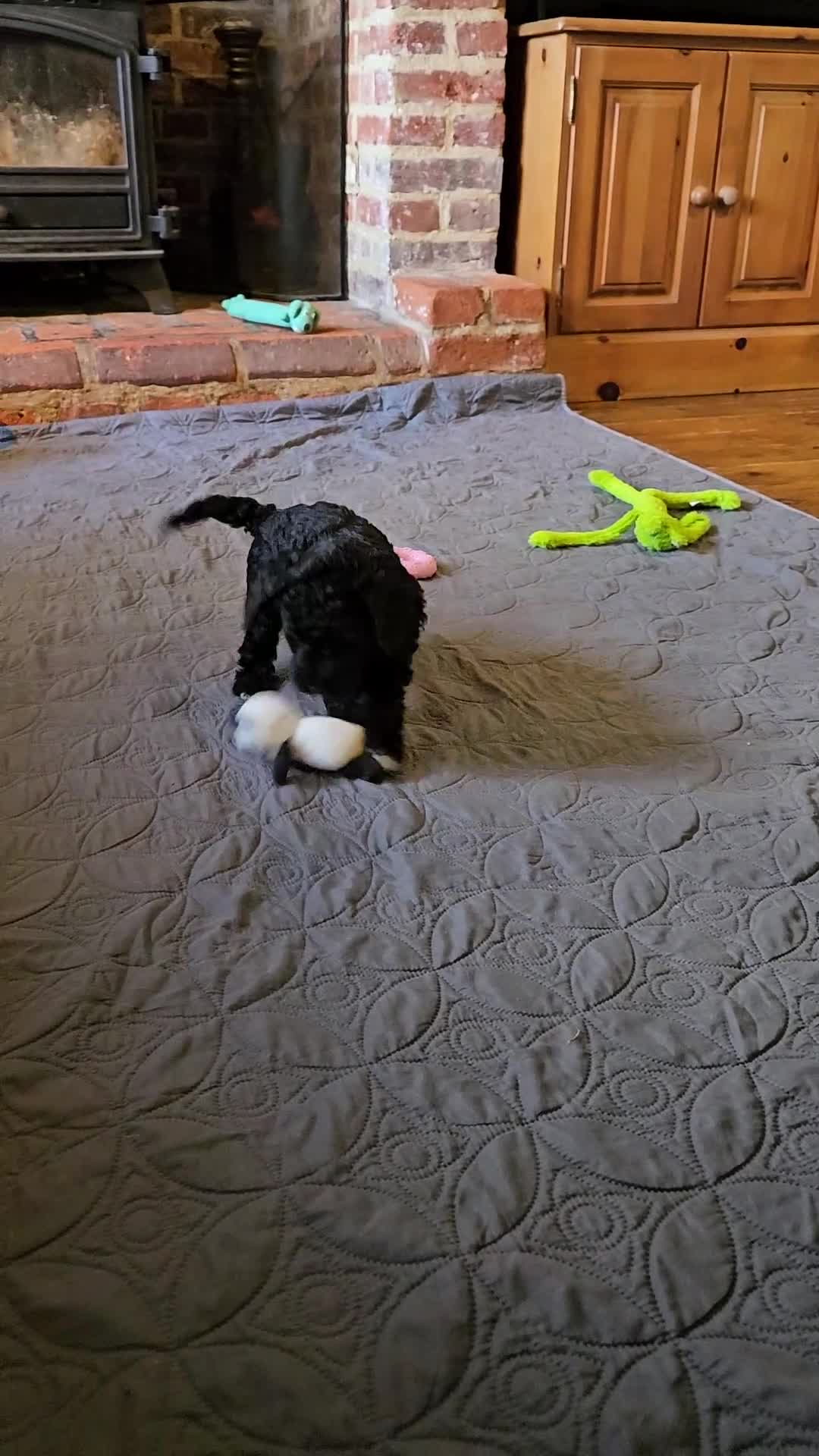 Bedlington Terrier dogs for sale: Bedlington Terrier x Minature Poodle - Video 2