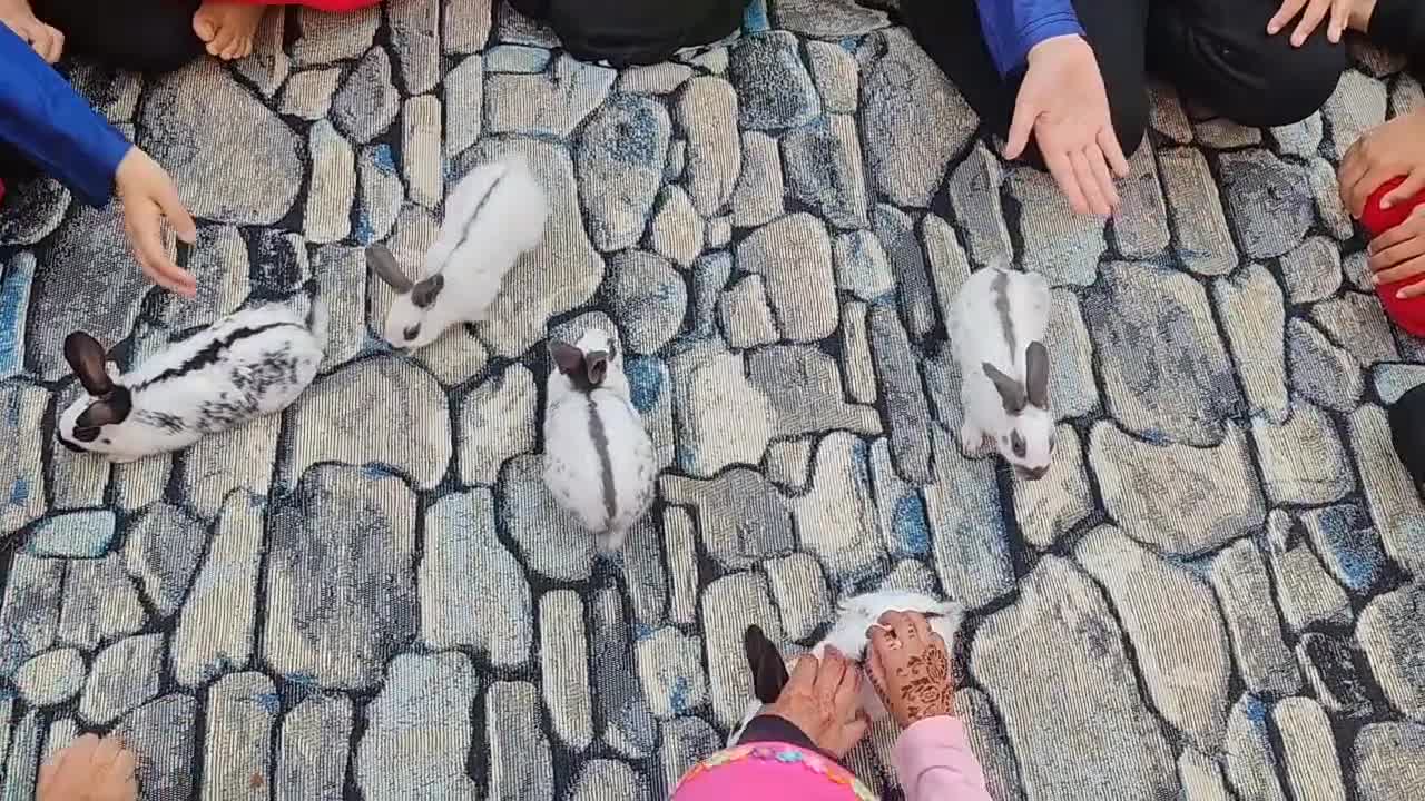 English Spot rabbits for sale: Original English spot pair - Video 1
