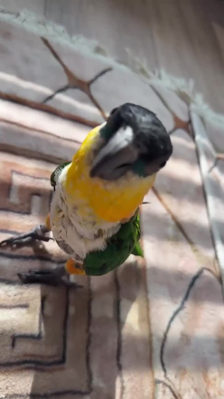 Parrots birds for sale: Caquies  - Video 1