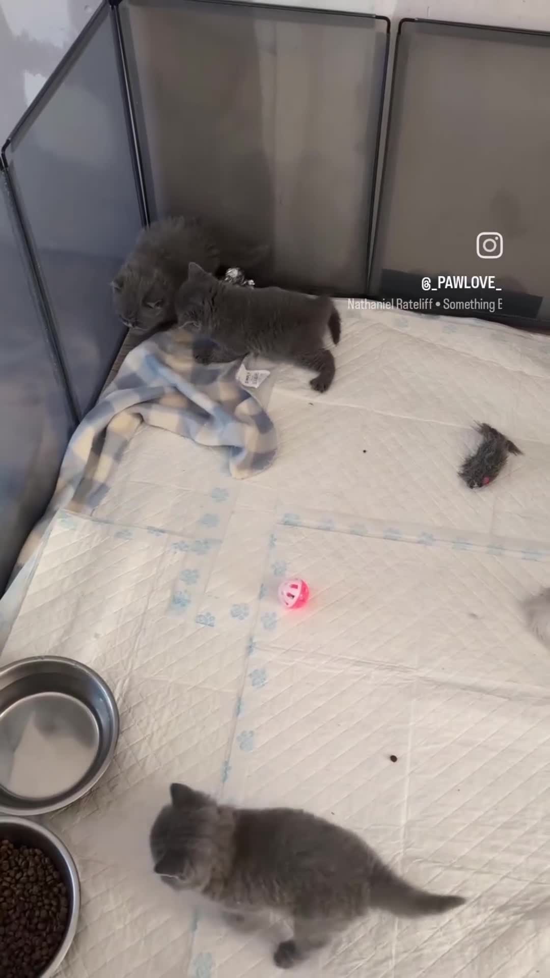 British Shorthair cats for sale: Lilac and Black British Shorthair kittens  - Video 1
