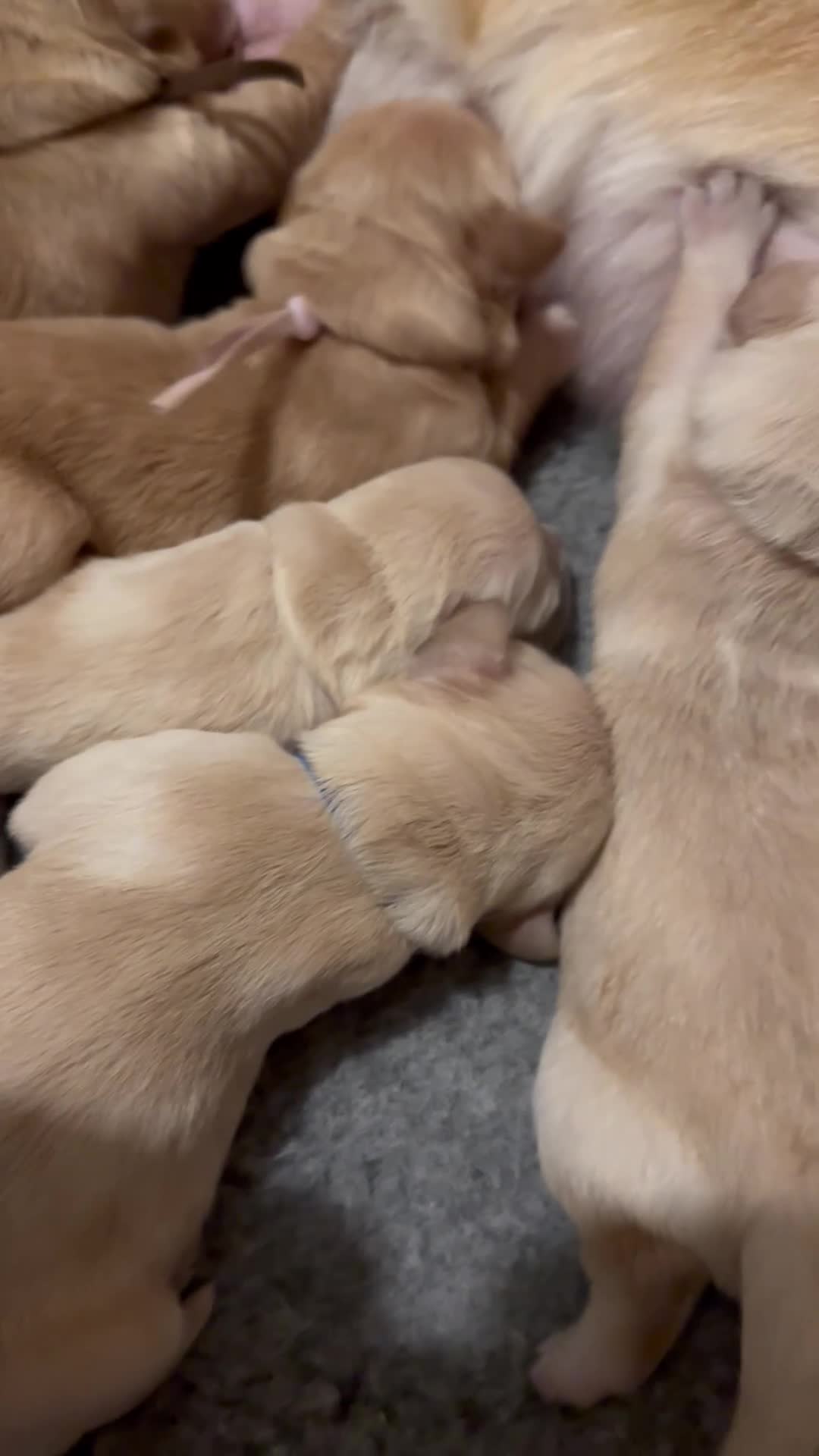 Golden Retriever dogs for sale: Golden Retriever puppies - Video 1